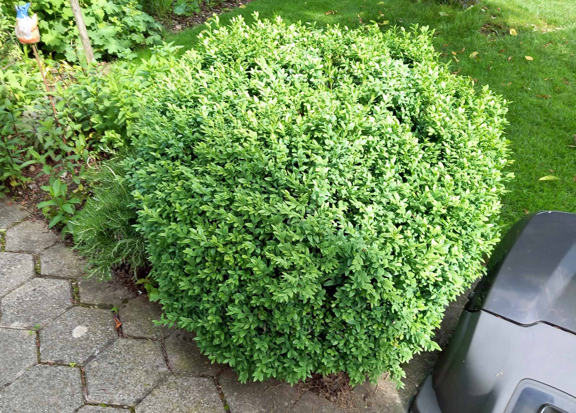 vorher